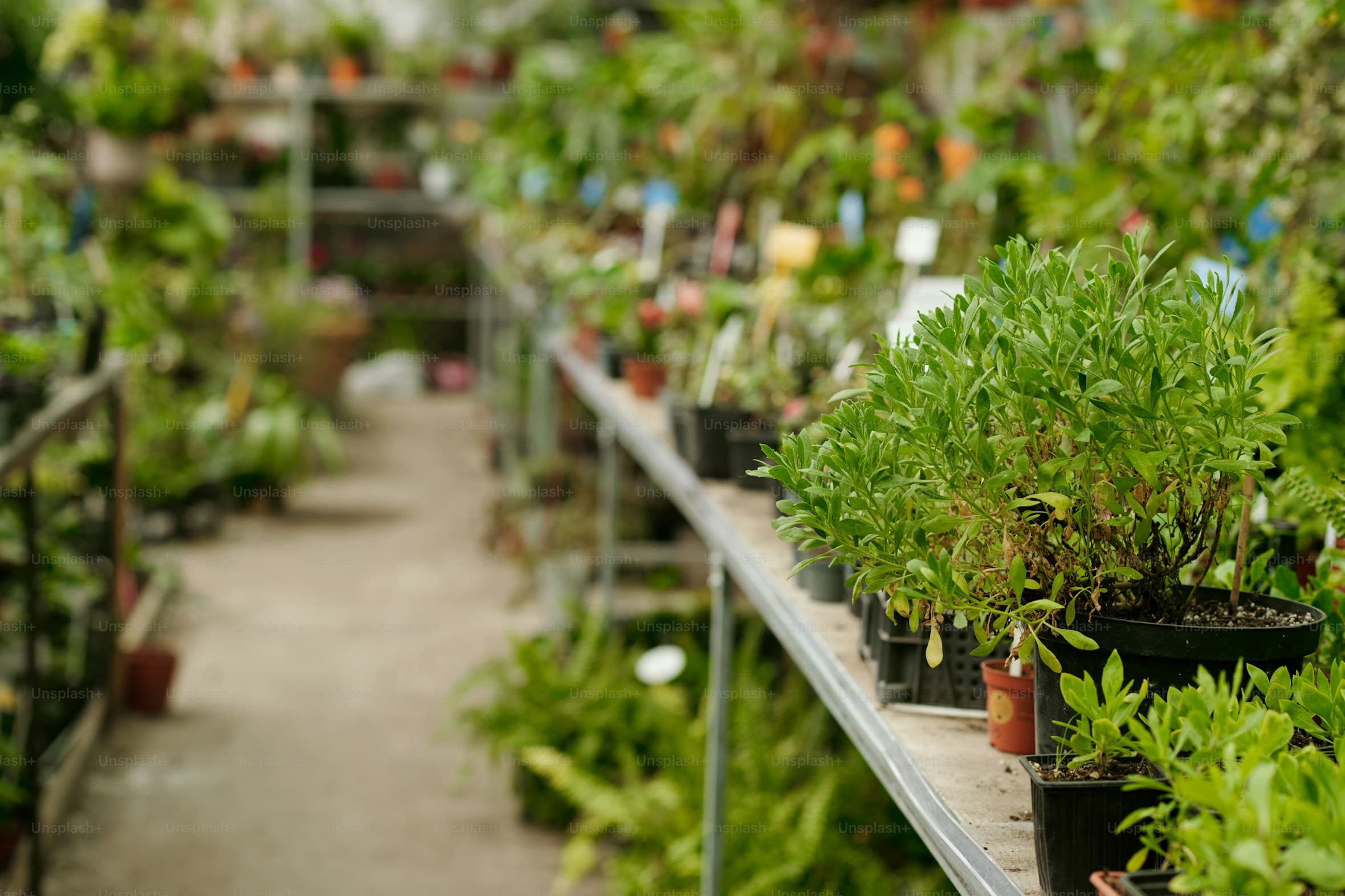 BRAC Nursery greenhouse