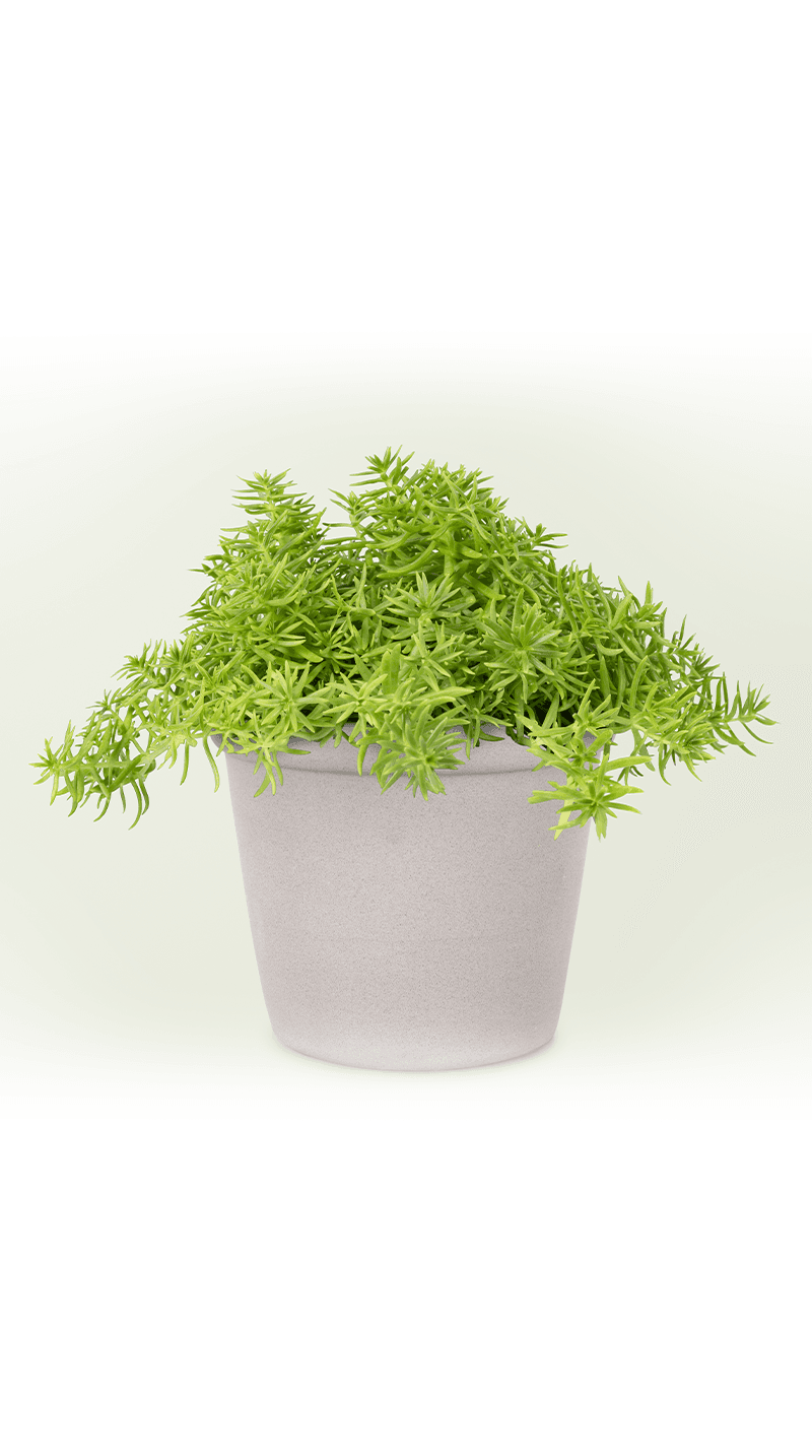 Verbena view 2