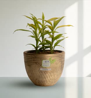 Dracaena (Dracaena marginata)