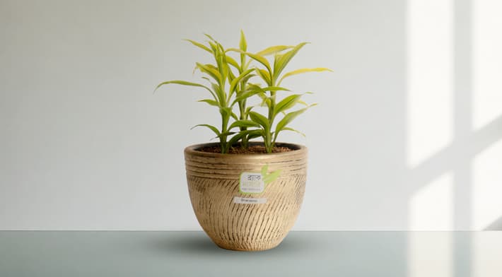 Dracaena (Dracaena marginata) view 2